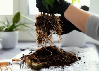 How to Use Rooting Hormone