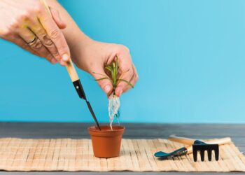 Rooting Hormone – Use Them Correctly